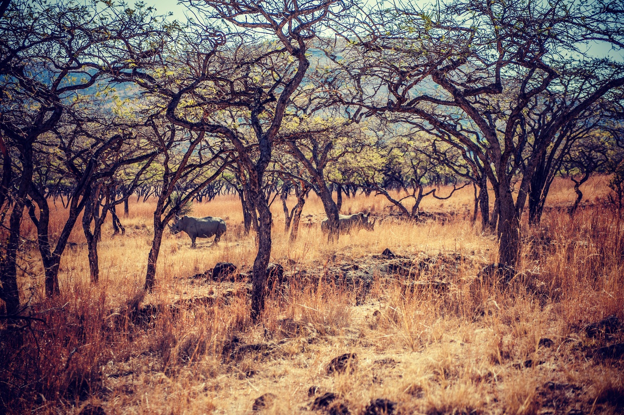 Rhino game walk at Three Tree Hill Lodge | Luxury South African Safari Lodge | African Safari Collective