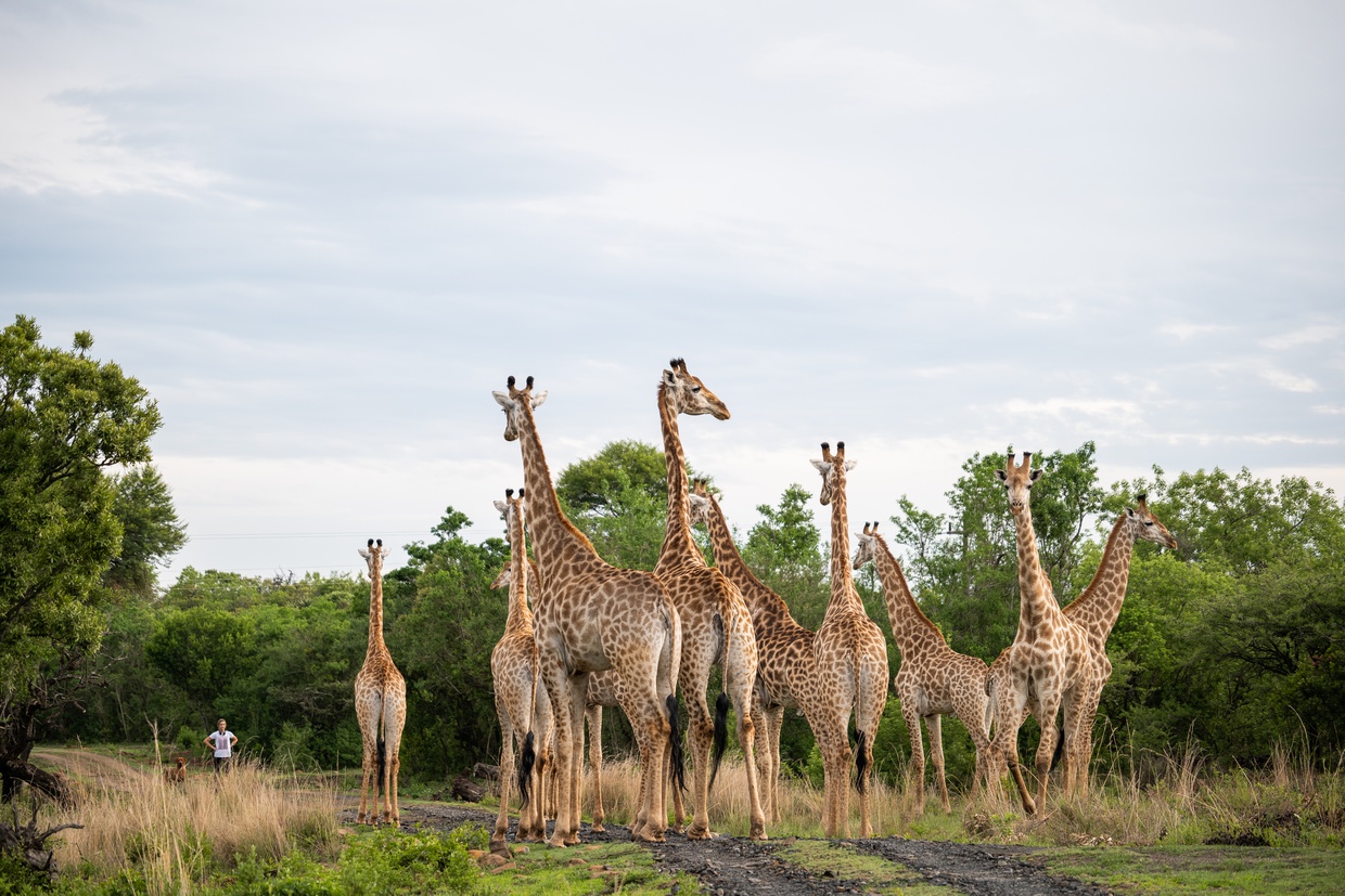 Fugitives' Drift game reserve trails | Luxury South African safari lodge | African Safari Collective | Giraffe